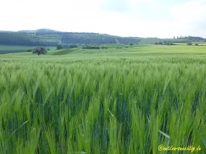 Felder bei Kell