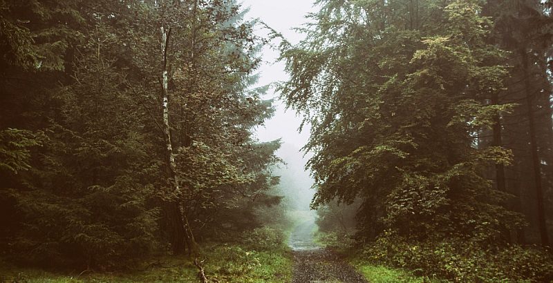 Der Harz lädt mit einsamen Pfaden zum Wandern ein