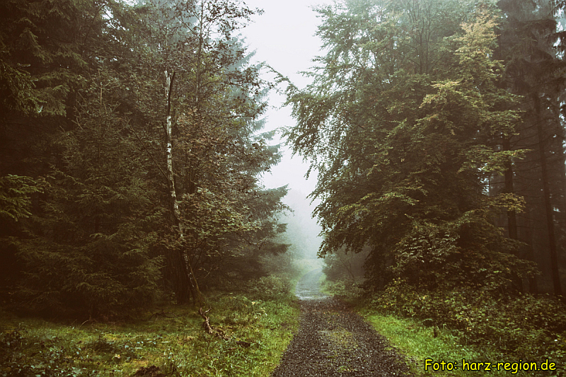 Der Harz lädt mit einsamen Pfaden zum Wandern ein