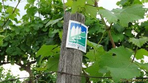 Pilgern auf dem Rheingauer Klostersteig