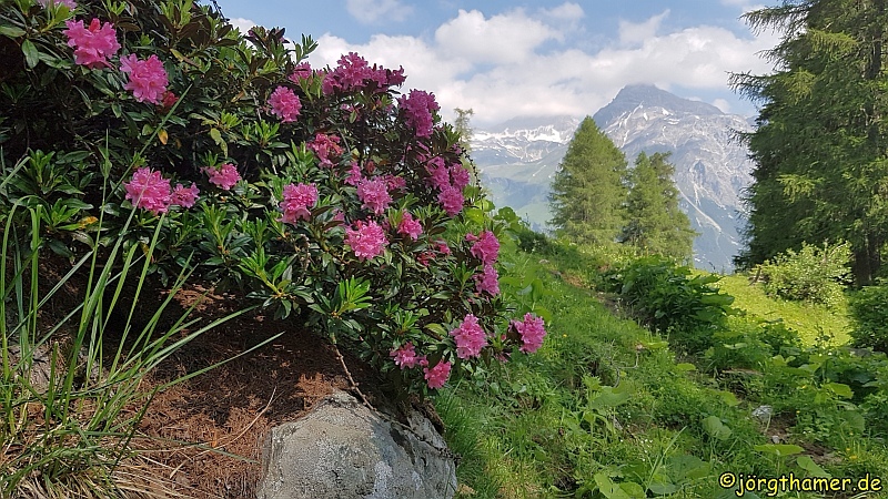 Alpenrosen - Almrausch