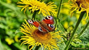 Schmetterling auf gelber Blüte