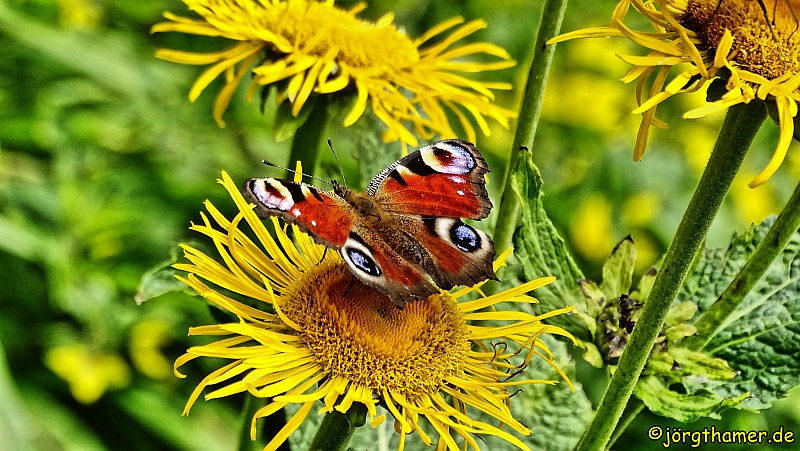 Schmetterling auf gelber Blüte