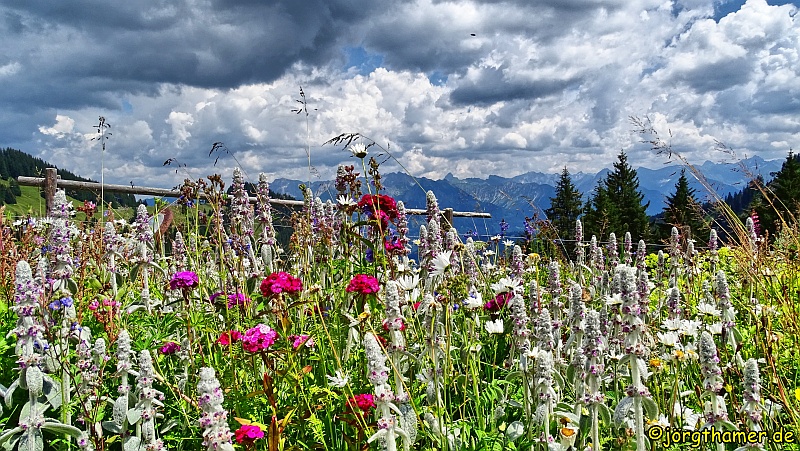 Berghaus Schwaben - Blumenwiese