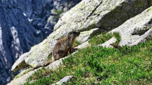 Murmeltier am Albigna Stausee