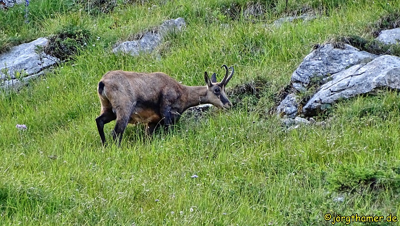 Gemse im Allgäu