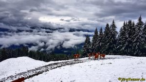 Wanderung im Pinzgau
