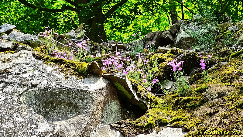 Pfingstnelken im Naturpark Kellerwald