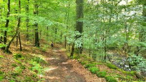 Wandern am Edersee - Urwaldsteig
