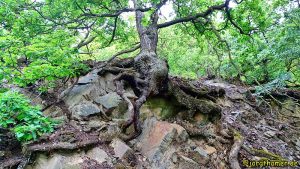 Baum auf Fels am Edersee