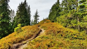 Kitzbüheler Alpen - Bernkogel