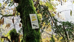 Wandern an der sonnigen Untermosel - Moselsteig