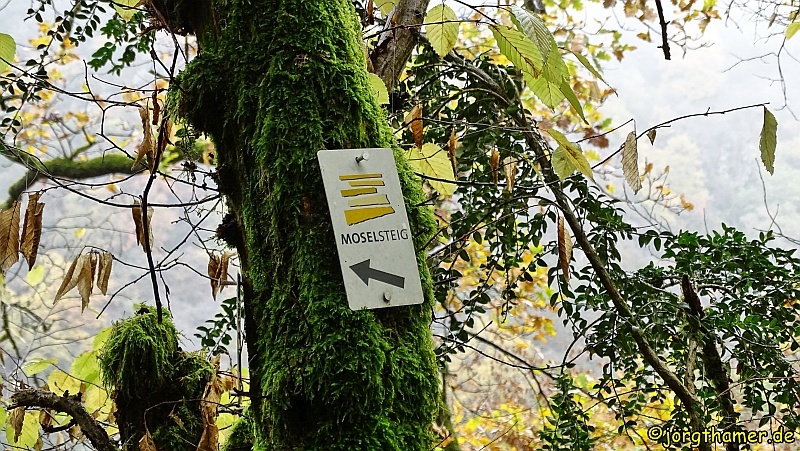 Wandern an der sonnigen Untermosel - Moselsteig