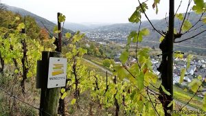 Auf dem Moselsteig durch die Weinberge