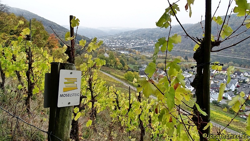 Auf dem Moselsteig durch die Weinberge