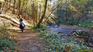 Traumpfad Pyrmonter Felsensteig - Eltzbachtal
