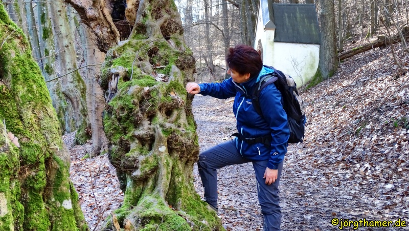 Interessanter Baum am Wegesrand