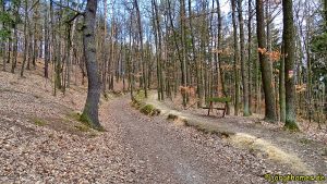 Auf dem Lehrpfad durch den Wald bei Neubuschitz