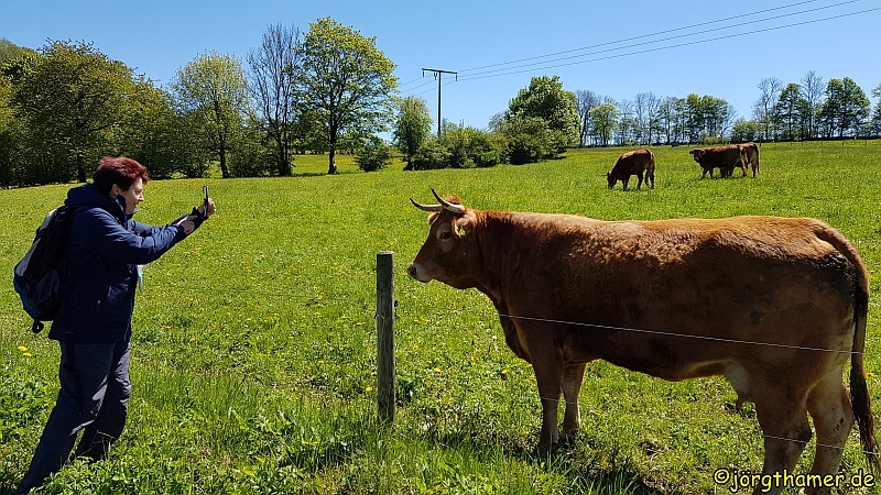 Rotes Höhenvieh am Ernstberg