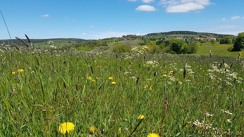 Bergmähwiese im Vogelsberg