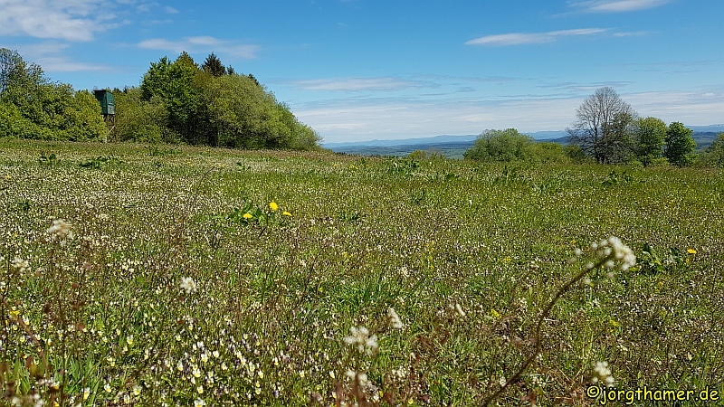 Wiesen und Aussicht am Bergmähwiesenpfad