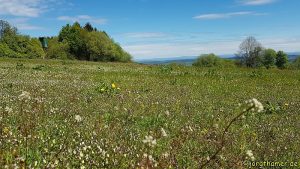 Wiesen und Aussicht am Bergmähwiesenpfad