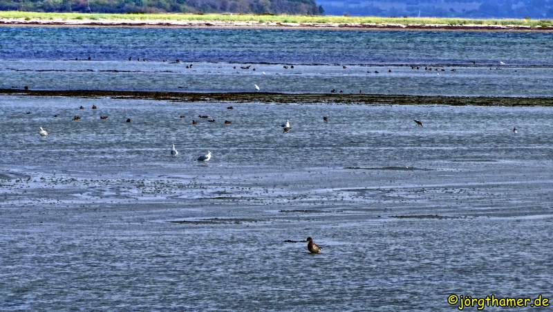 Vogelparadies Langenwerder