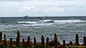 Möwe an der Ostseeküste