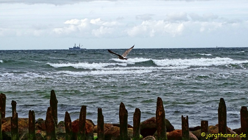 Möwe an der Ostseeküste