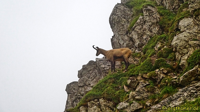 Gämse am Grenzgänger Wanderweg