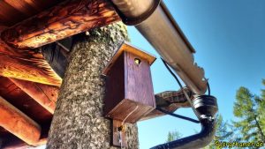 Foxtrail Davos - Vogelhaus