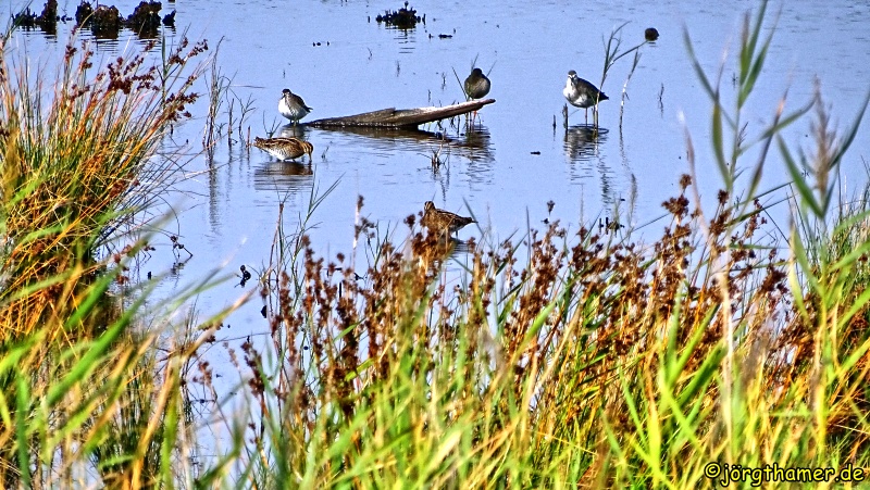 Vögel im Fischland-Darß-Zingst