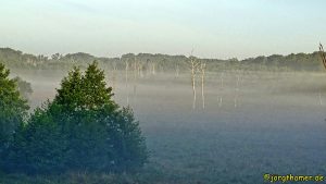 Wandern Mecklenburgische Seenplatte - Nebel im Nationalpark Müritz