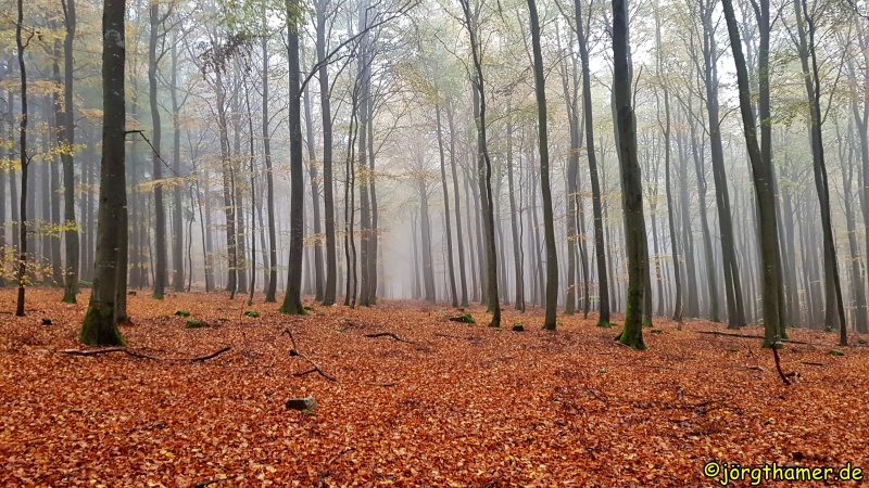 Buchenwald im Nationalpark Hunsrück-Hochwald