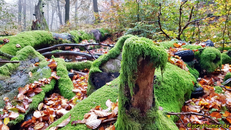 Natur Natur sein lassen