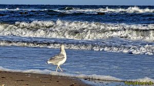 Möwe geht am Strand spazieren