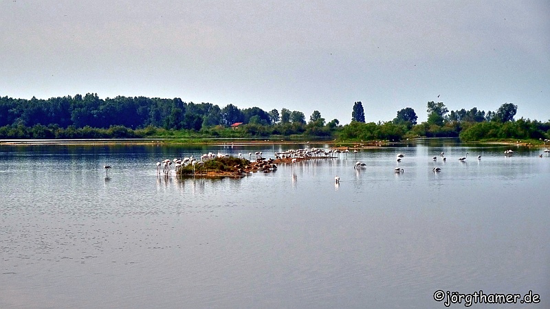Flamingos im Naturschutzgebiet