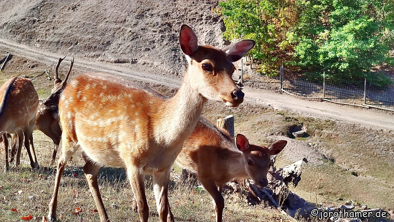 Frankenberg Wildpark