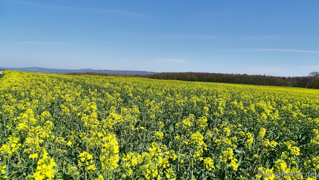 Rapsfeld auf der Lieshöhe