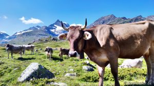 Kuh in der Schweiz