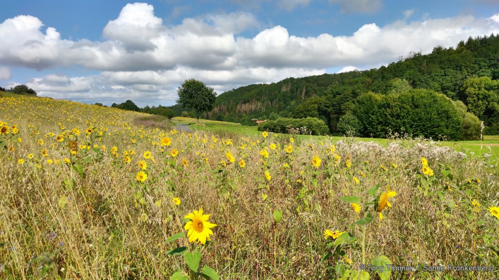 E-Bike Tour Frankenberg - Sonnenblumen