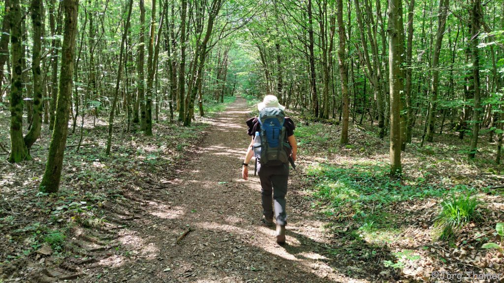 Durch den Wald vor Palzem