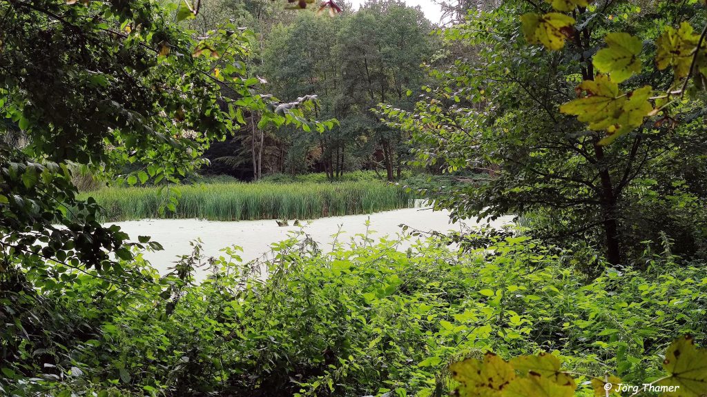 Klostertour - Grundmühlenteich