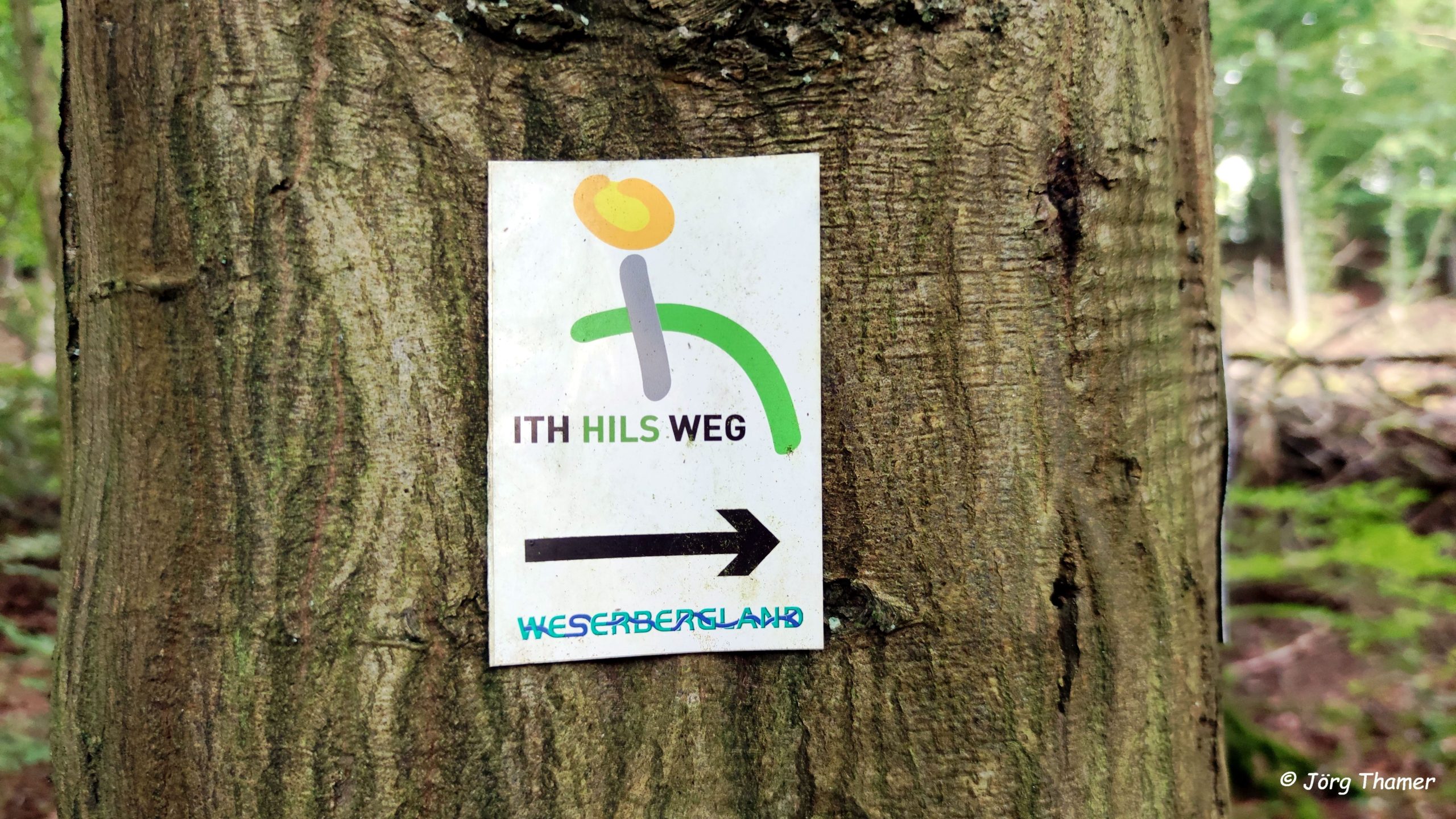 #WildeHeimat – bei Grünenplan durch den Hils