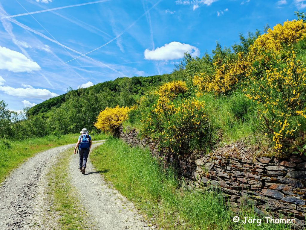 Natur und tolle Aussichten - der Saar-Riesling-Steig