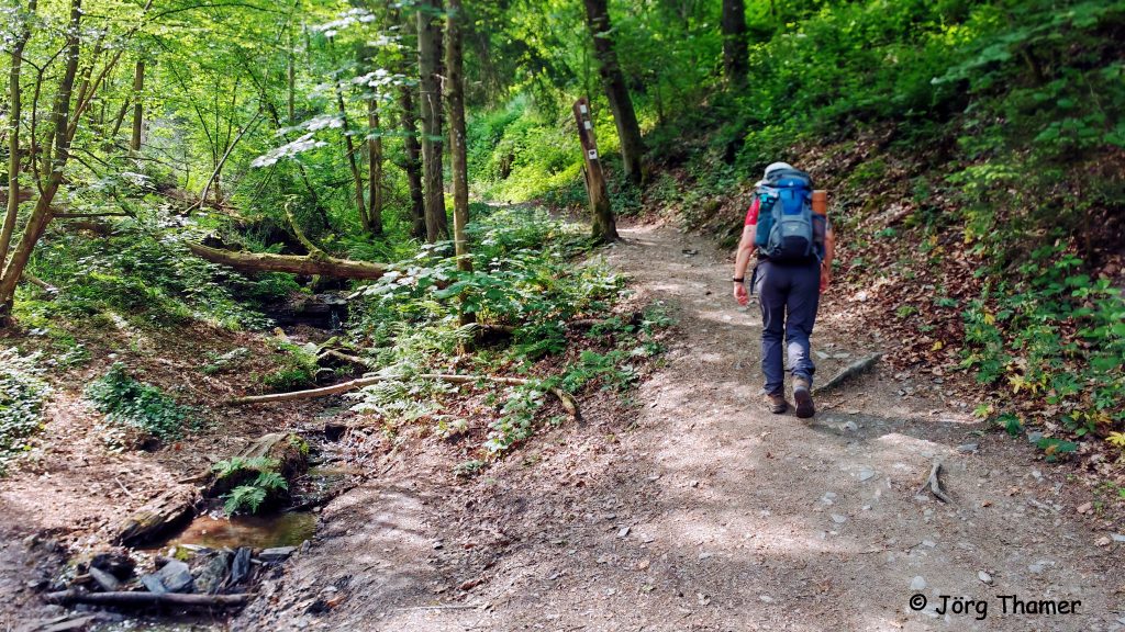 Moselsteig, Teilstück durch den Wald mit Wanderer