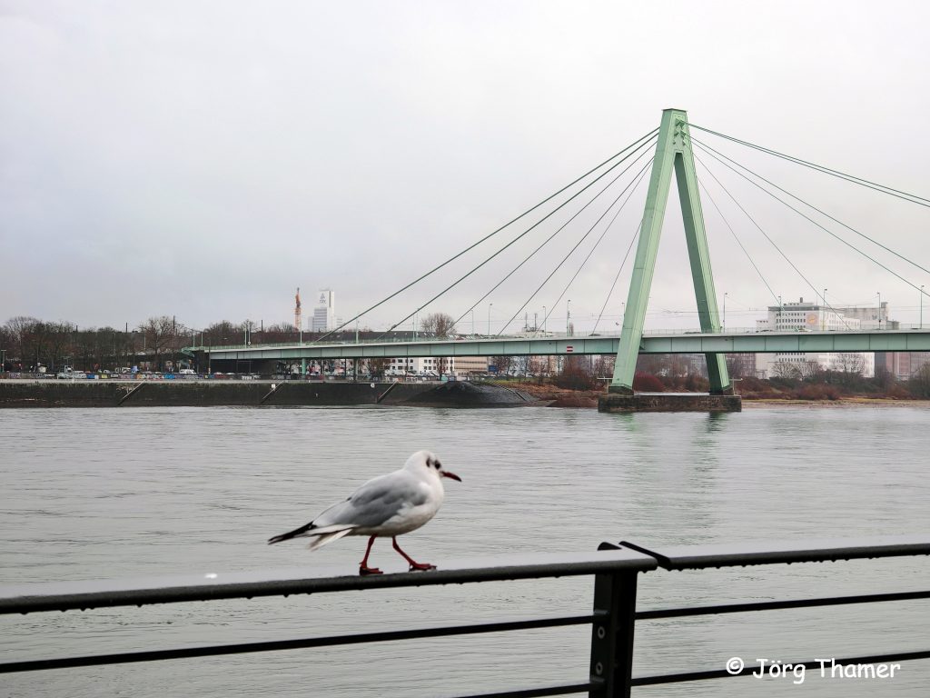 Möwe am Rhein