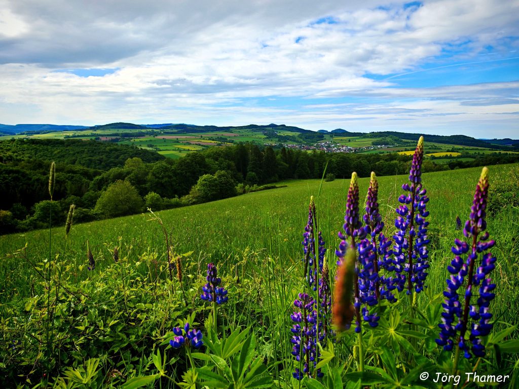 Aussicht mit Blumen