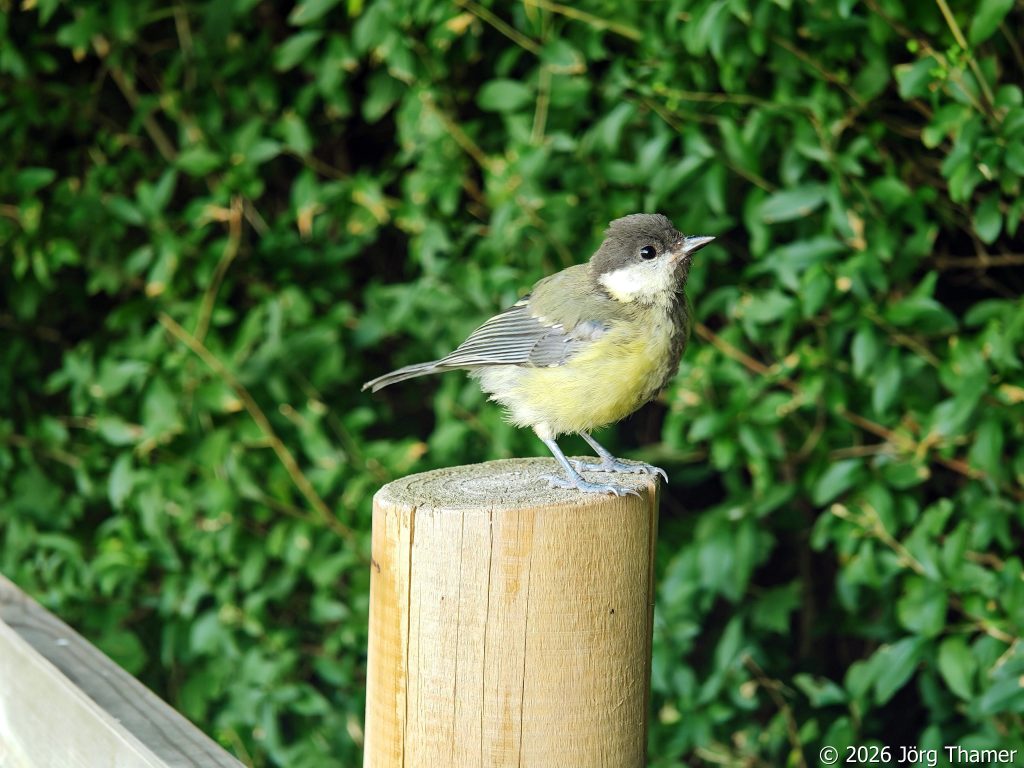 Meise am Bodenseeradweg