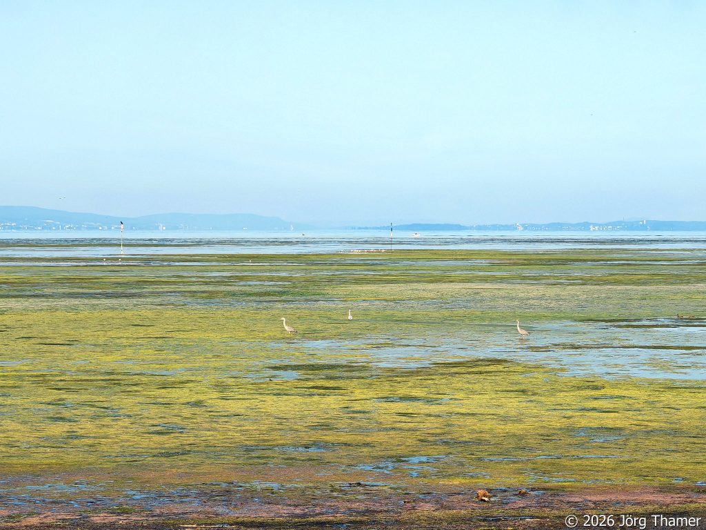 Strand Seewiesen bei Langenargen am Bodensee